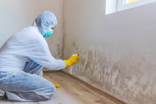 Licensed Mold Testing service in Harrison, NY - WQB Mold Removal